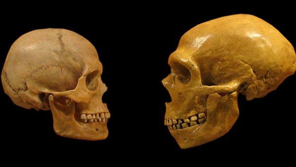 ancient humans neanderthal