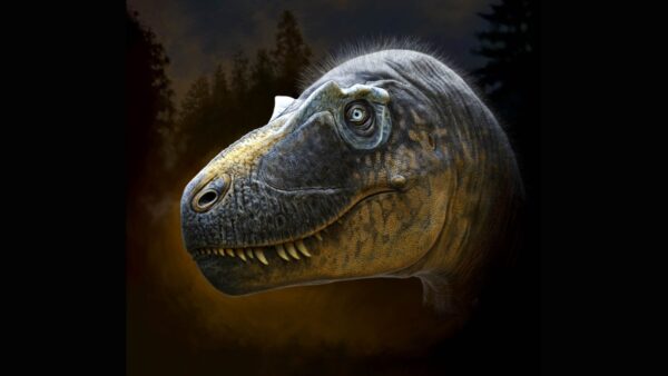 daspletosaurus-wilsoni-head-emerging-from-darkness