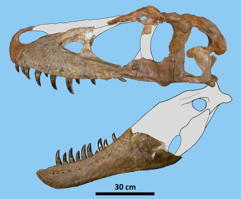 daspletosaurus-wilsoni-skull-showing-found-fossils-on-blue-background