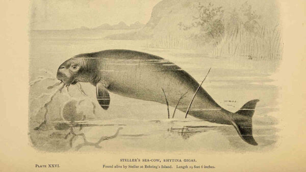 copper-plate-illustration-of-stellers-sea-cow-eating-kelp