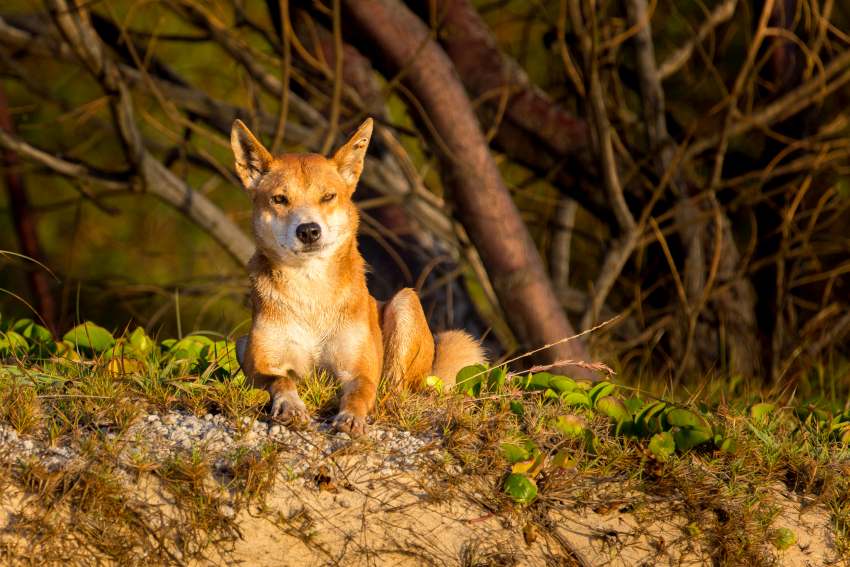 A dingo sitting on the sandy ground
