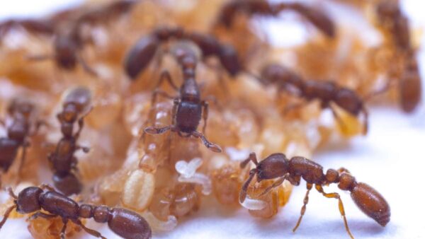 Ants, pupae, and larvae