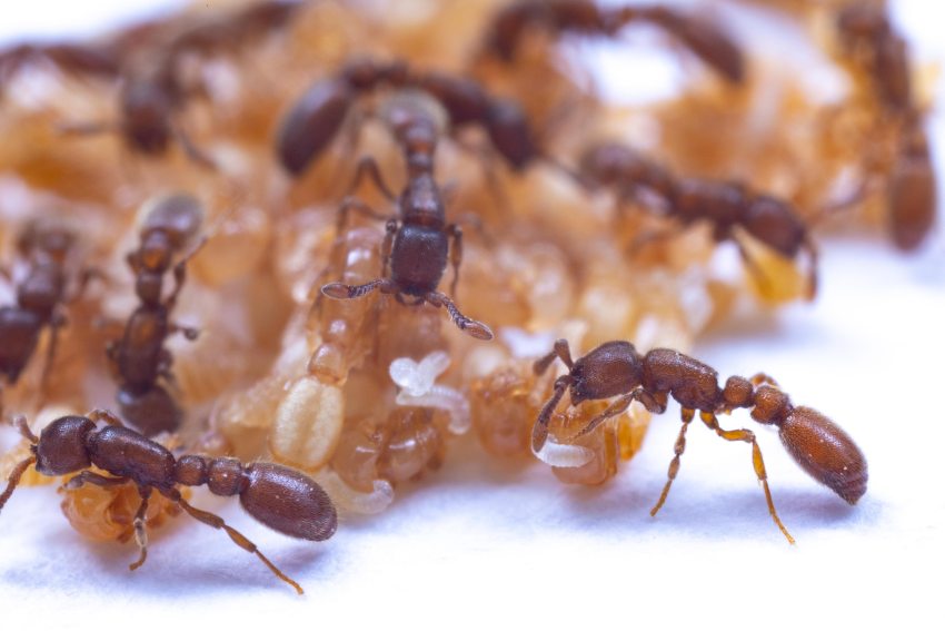 Ants, larvae, and pupae