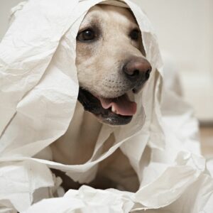 A labrador dog plays in toilet paper