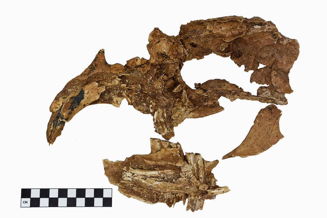 ramsaiya-magna-giant-wombat-skull
