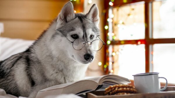 Siberian Husky dog reads a book