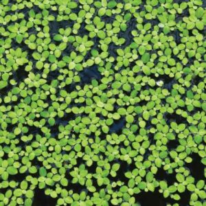 Space plant candidate duckweed