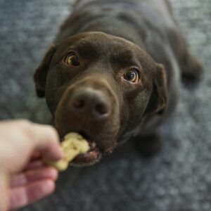 Cute chocolate labrador dog taking a biscuit from its owner