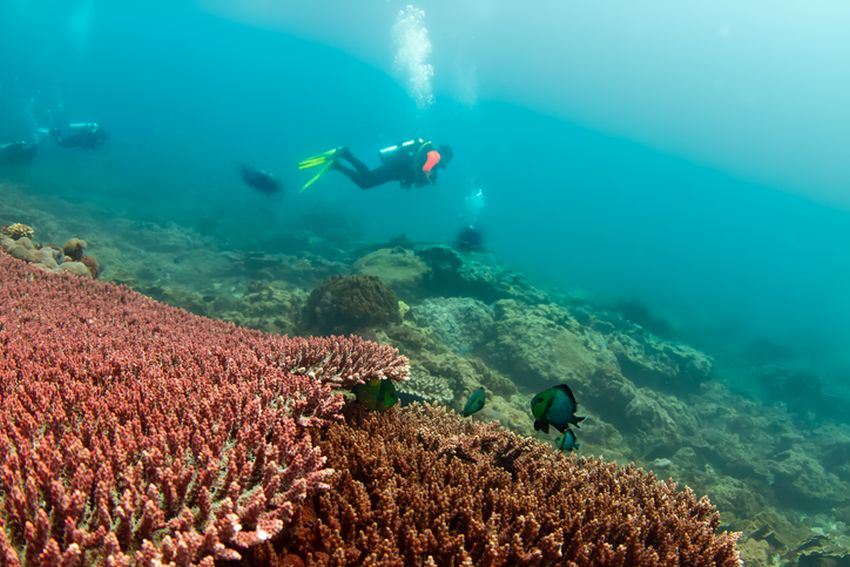 A scuba diver at Flinders Reef, Moreton Bay, Australia