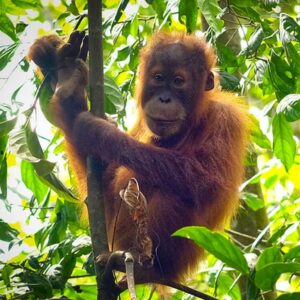 An orangutan baby sits in a tree