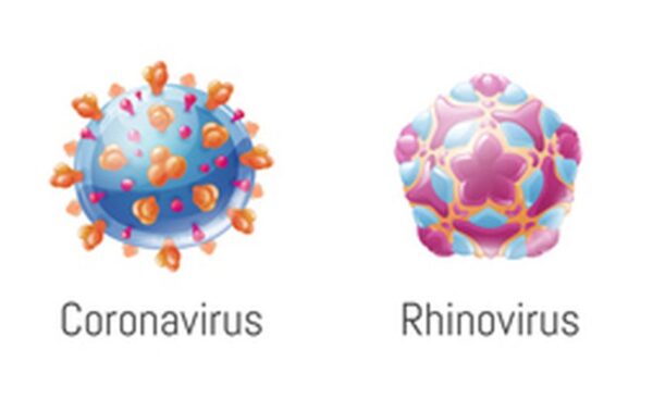 Upper respiratory tract infections are the result of coronaviruses and rhinoviruses (cartoon of structures).