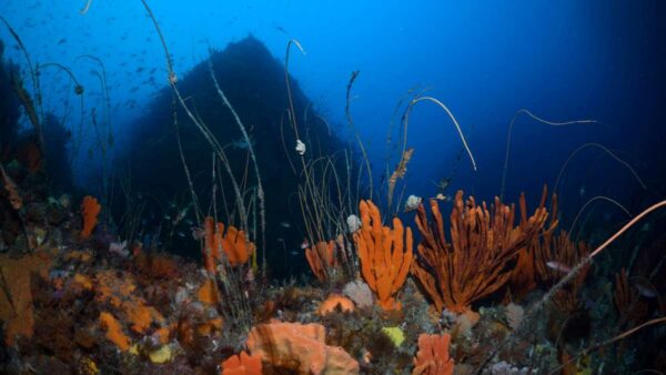 colourful underwater sponge garden in Tasmania