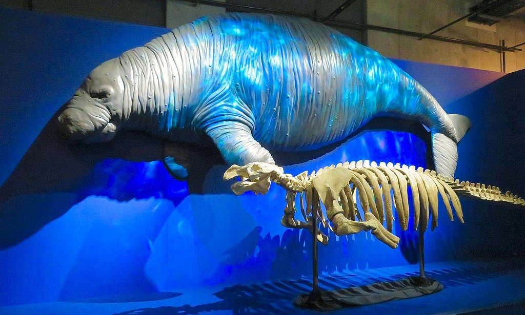 stellers-sea-cow-model-next-to-skeleton-in-a-museum
