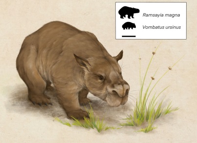 ramsaiya-magna-giant-wombat-with-size-comparison