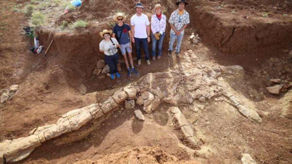 Queensland Museum Network palaeontologists with the remains of an elasmosaur