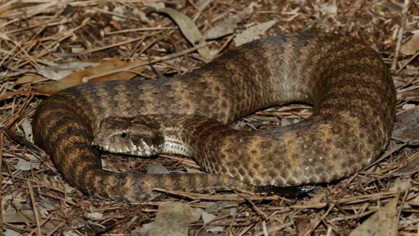 Australian death adder snake
