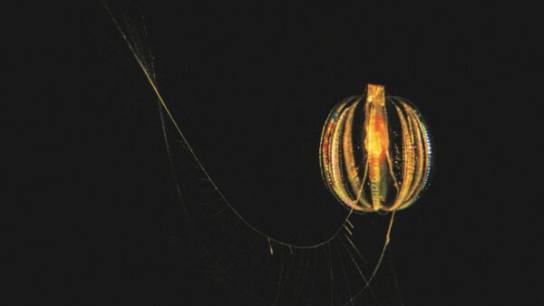 A bioluminescent orange jellyfish