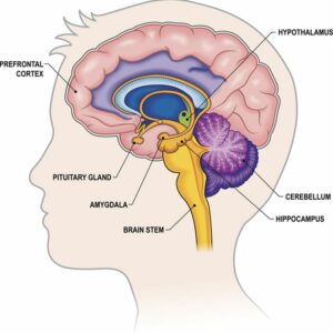 Diagram of human brain showing main parts including prefrontal cortex