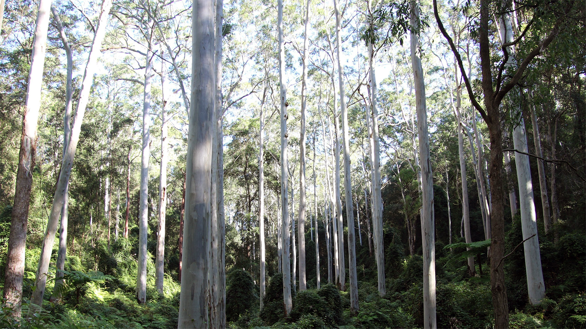 Sydney Blue Gum High Forest
