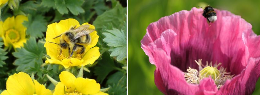 Bumblebees on yellow, and pink, flowers
