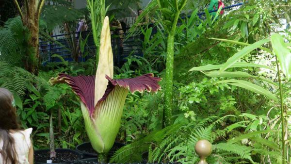 corpse flower in greenhouse: large yellow spike surrounded by dark green leaf opening out