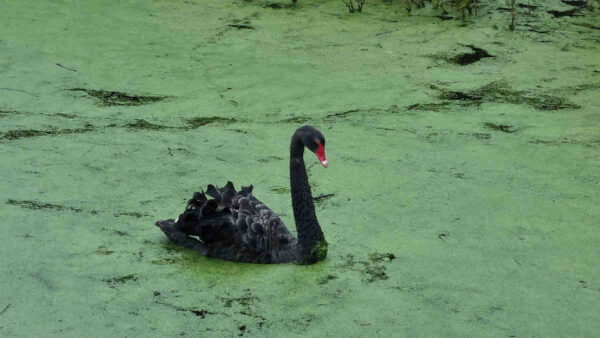 black-swan-in-water-covered-in-green-plant
