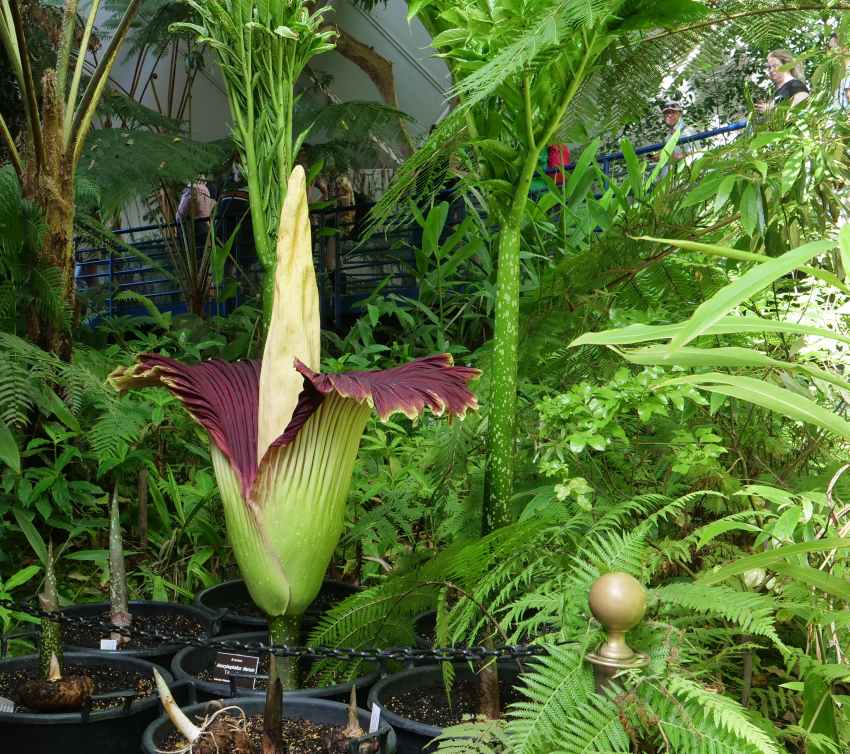 Titan Arum corpse flower plant inside greenhouse