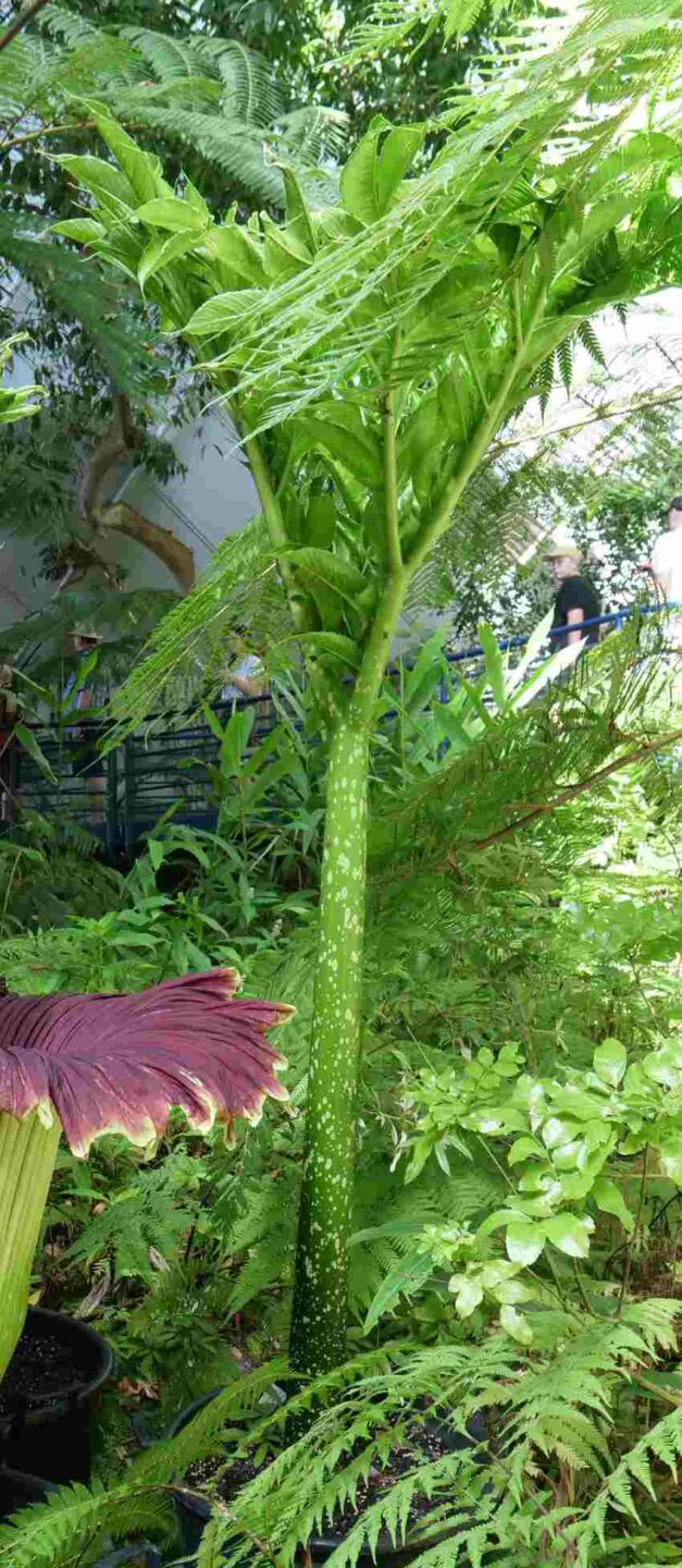 2m high Titan Arum leaf, resembling a small green tree