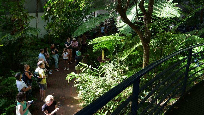 crowd of people lining up to see corpse flower