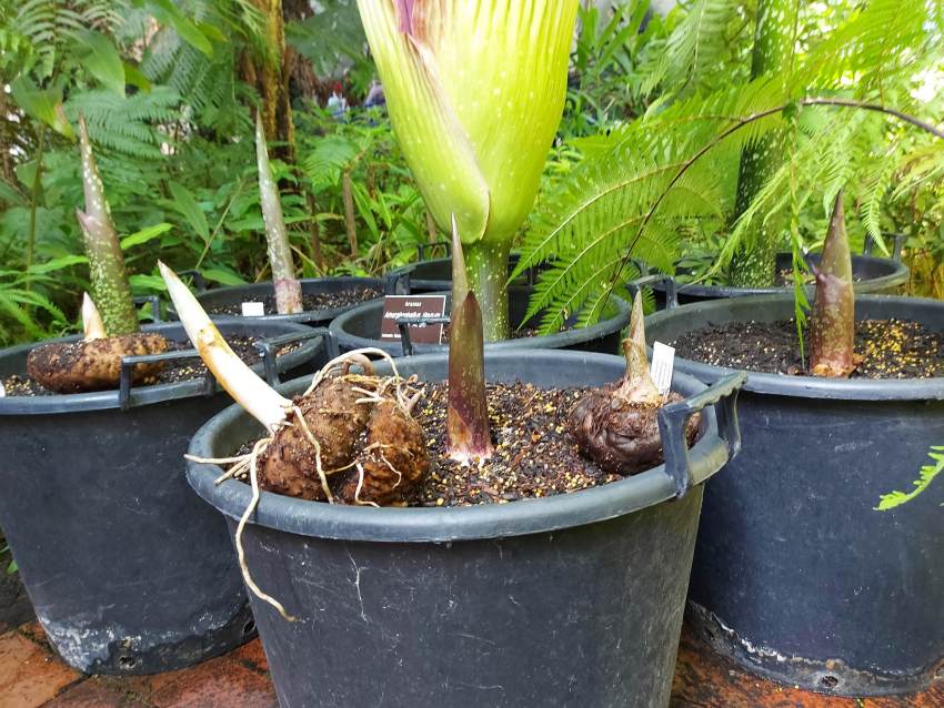 large pots containg spikes of corpse flower leafs and large seeds