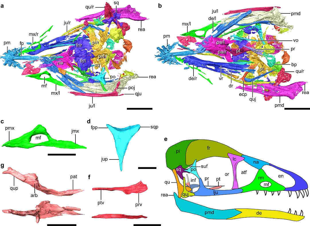 diagram-showing-scans-of-cratonavis-bird-dinosaur-skull