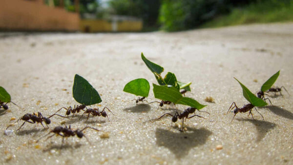group-of-ants-on-dirt-track-carrying-leaves-perspective
