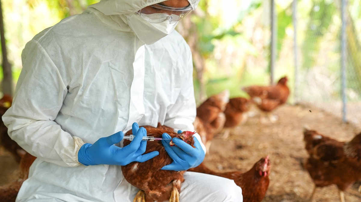vet-in-white-overalls-vaccinates-brown-chicken