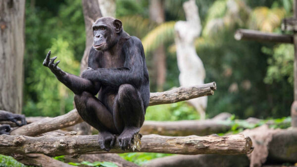 chimpanzee-looks-like-its-flipping-the-bird