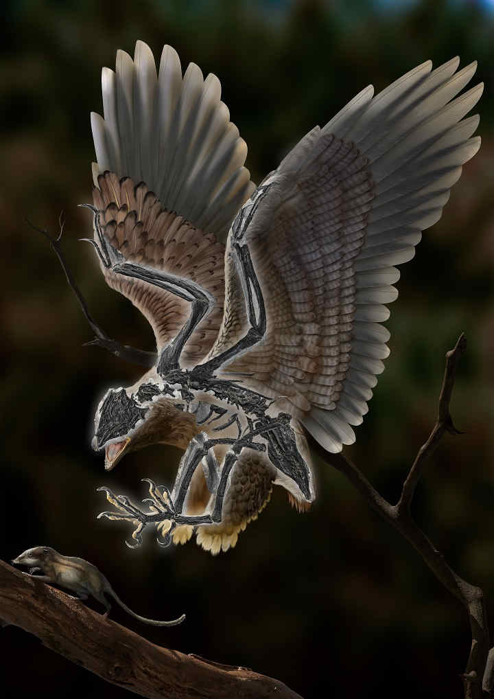 life-reconstruction-cratonavis-bird-dinosaur-hunting-small-mammal-on-branch