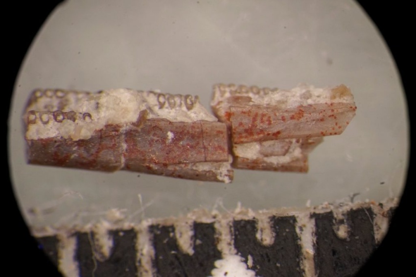 lower jaw fossil from Funcusvermis gilmorei