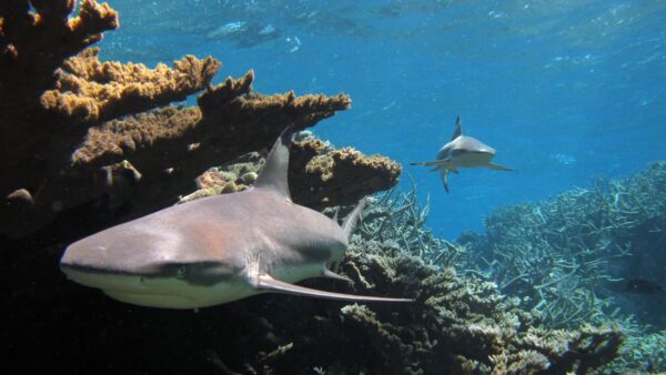 Blacktip reef sharks swim through Kingman Reef National Wildlife Refuge