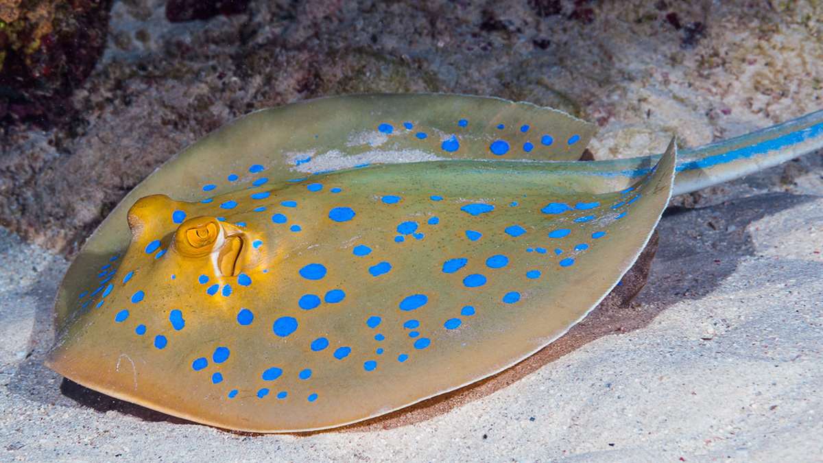 a bluespotted ribbontail ray on the seafloor