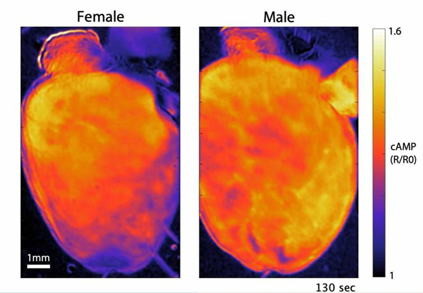 female male mice hearts