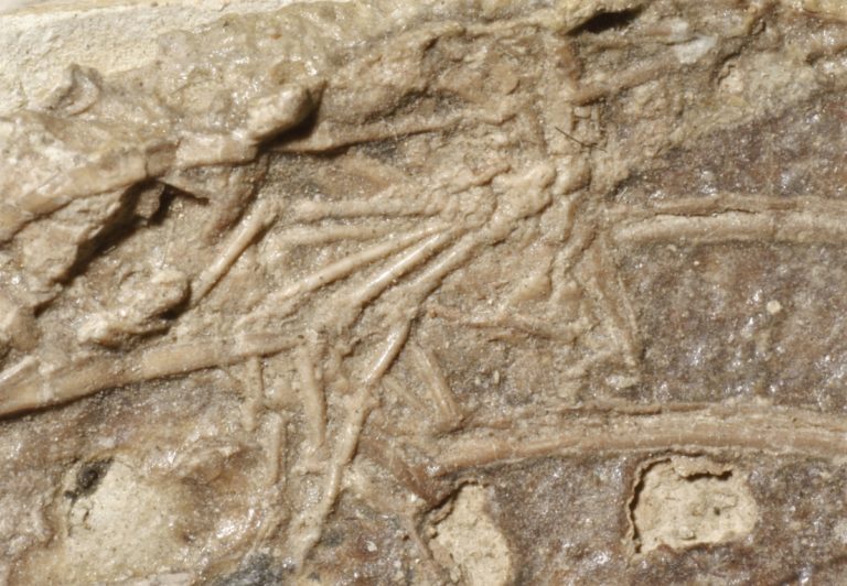 fossil-close-up-showing-mammal-foot-between-dinosaur-ribs