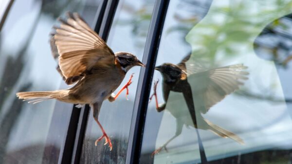 bird flying into window