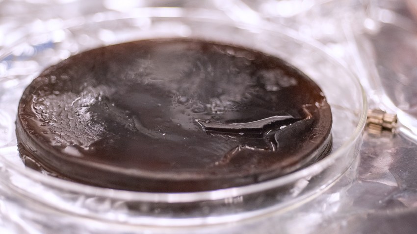 A dark brown coloured gel with moisture on it in a petri dish