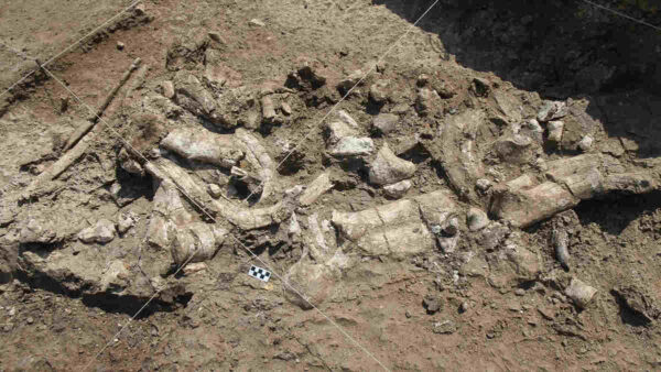 fossil-bones-in-a-pile-in-the-dirt