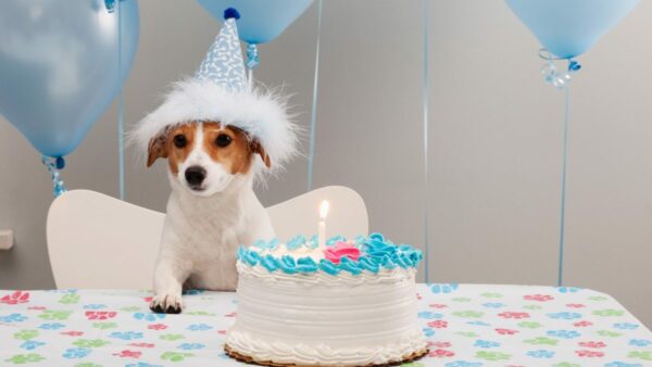 Jack Russel Terrier at a table with a birthday cake, wearing a party hat and surrounded by balloons