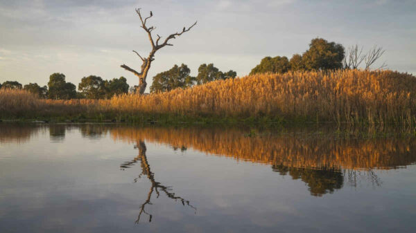 wetland-dead-eucalypt-tree-reflected-in-water-with-reeds-and-bird-perched