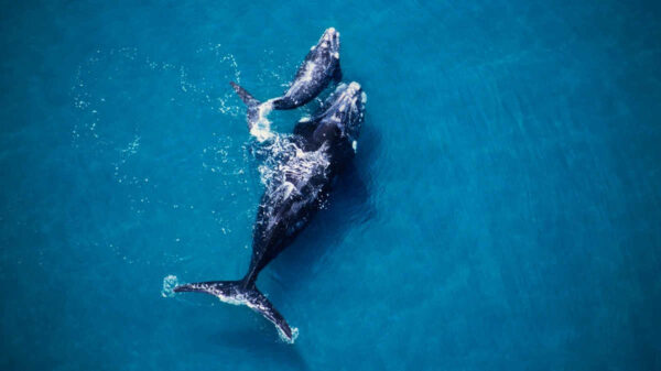 whale-mother-and-calf-in-blue-water-from-above