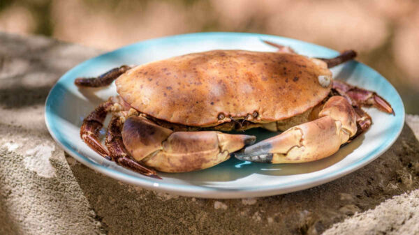 brown-crab-on-blue-plate-on-concrete