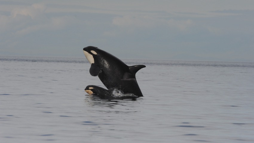 An adult and juvenile killer whale breaching the water 