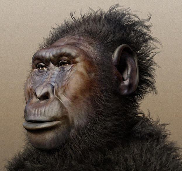 drawing-of-ancient-hominin-apelike-face