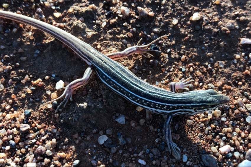 A small lizard with green and white stripes in arid South Australia